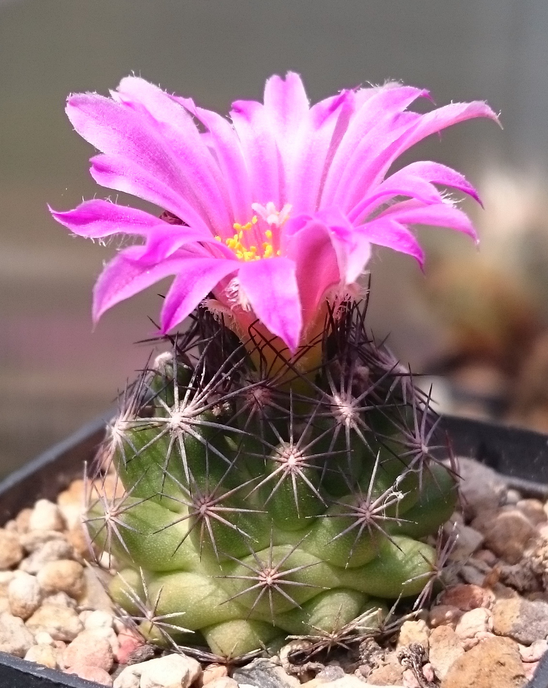 Pelecyphora hesteri