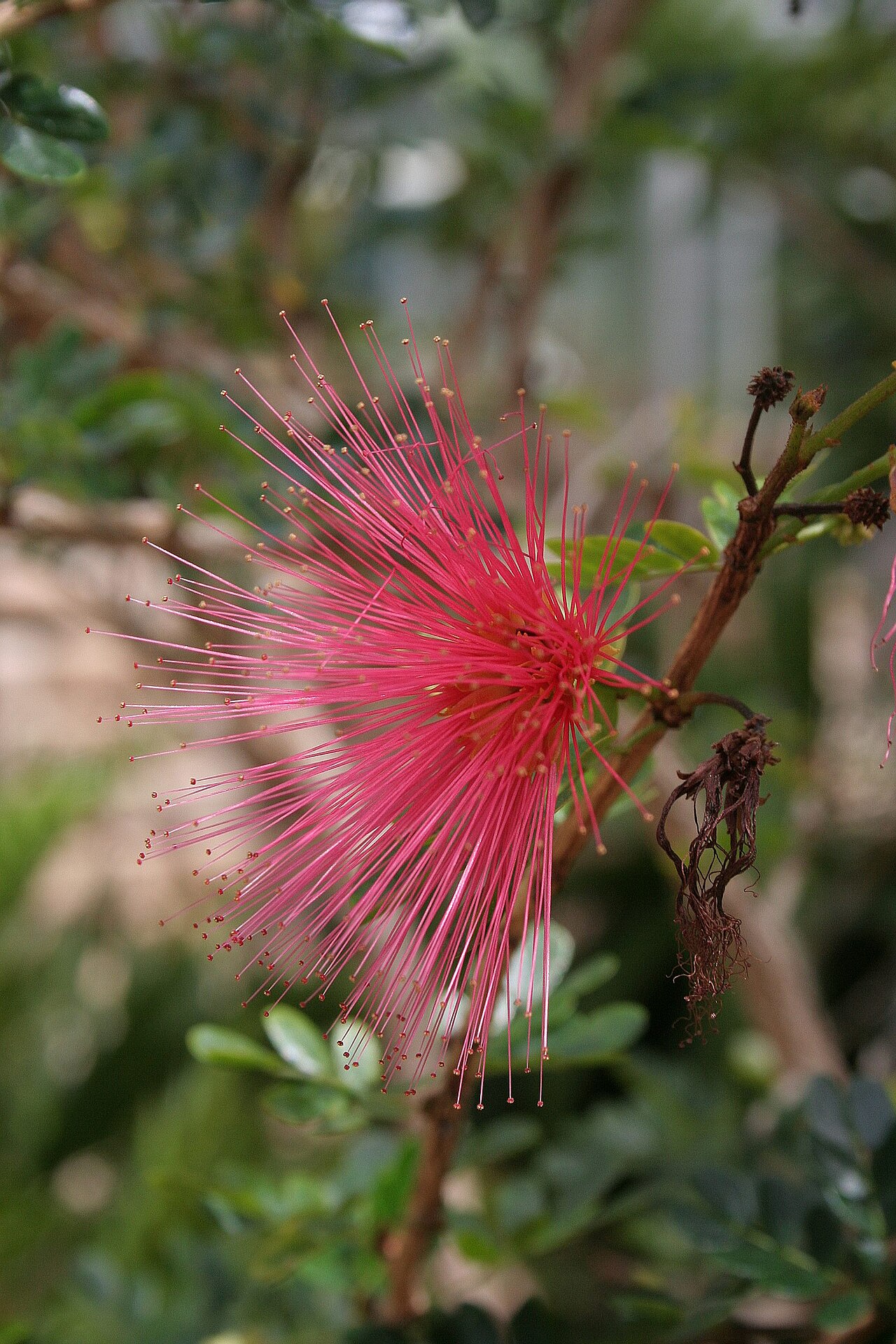 Calliandra slaneae