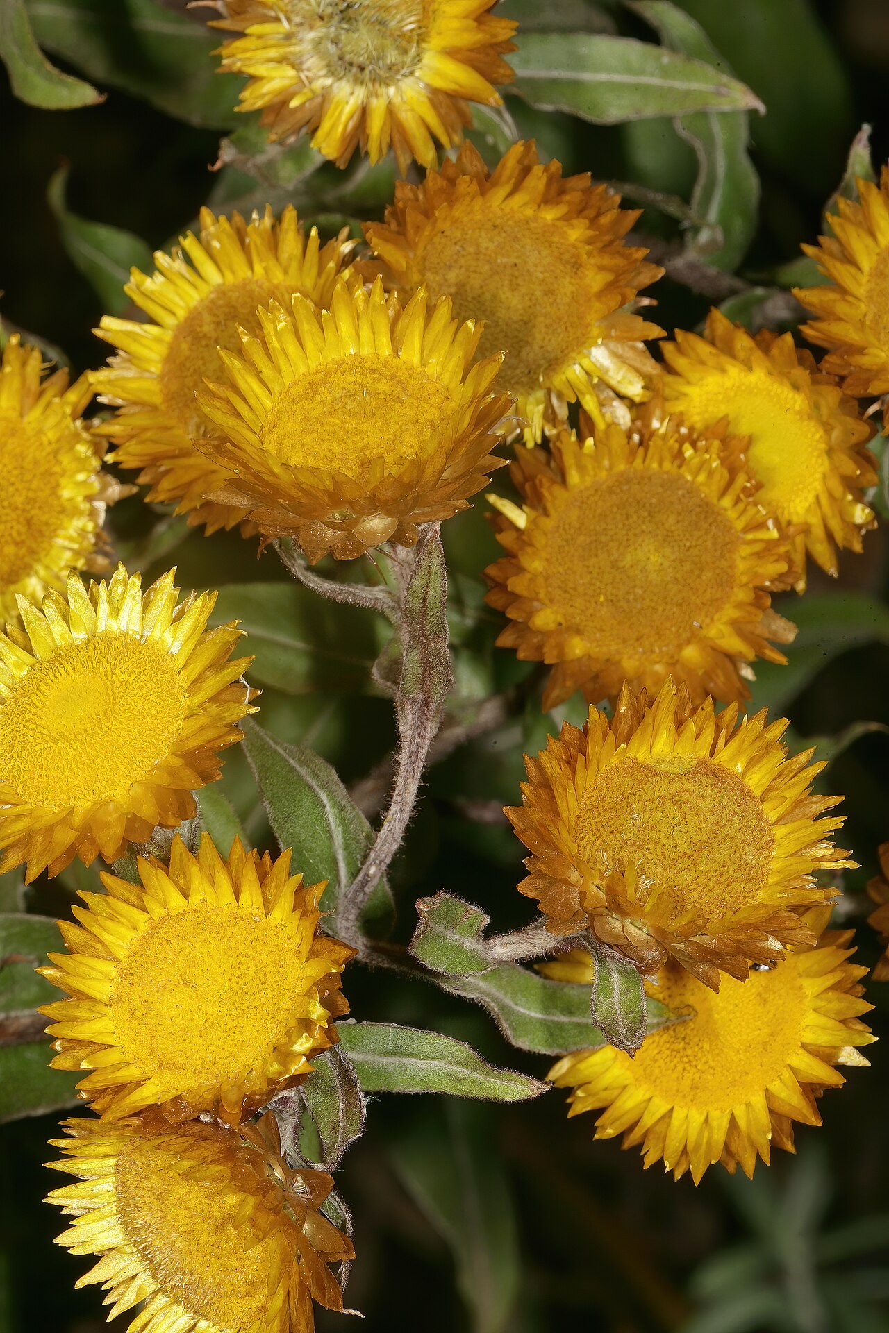 Helichrysum aureolum