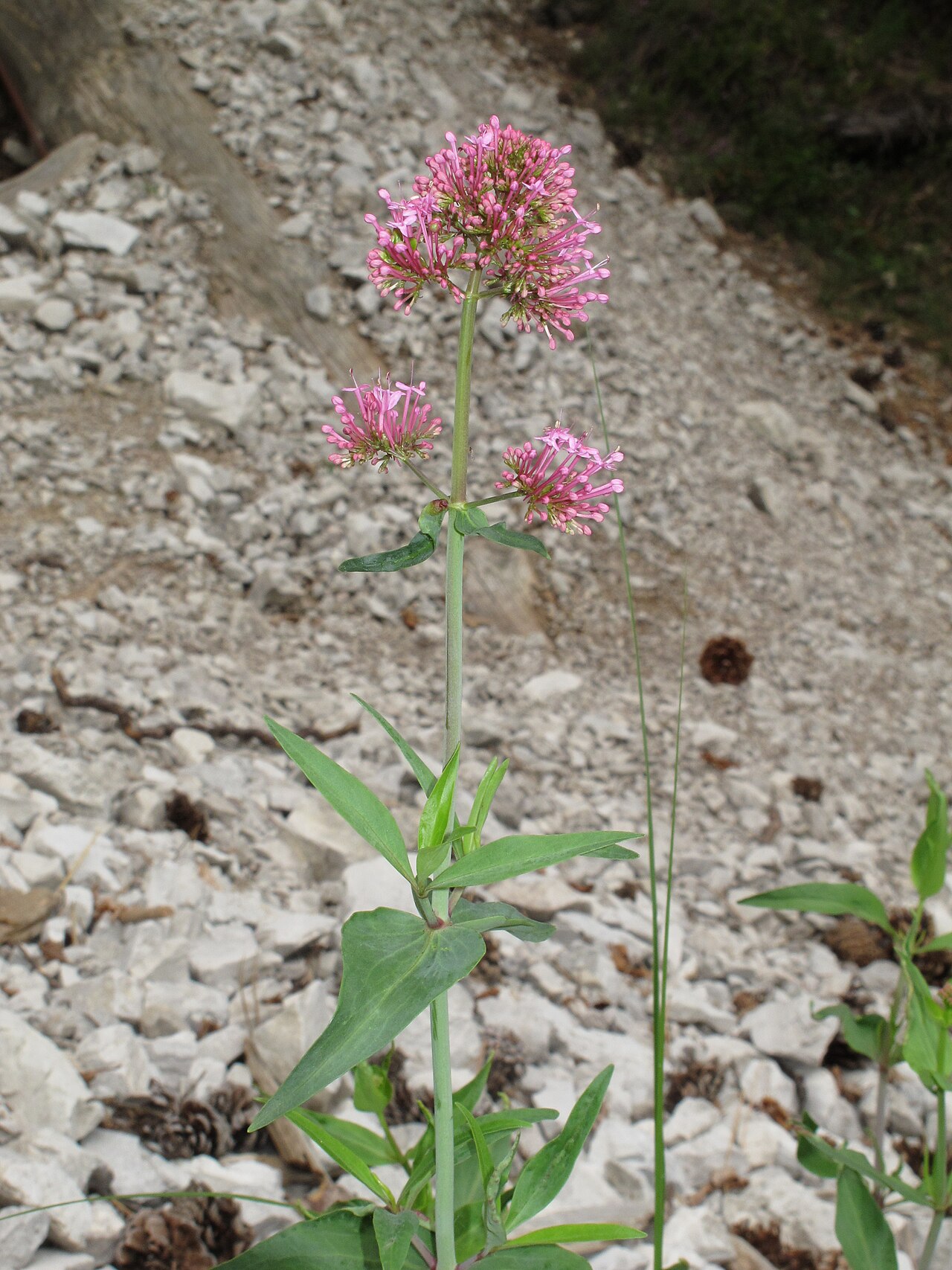 Centranthus ruber