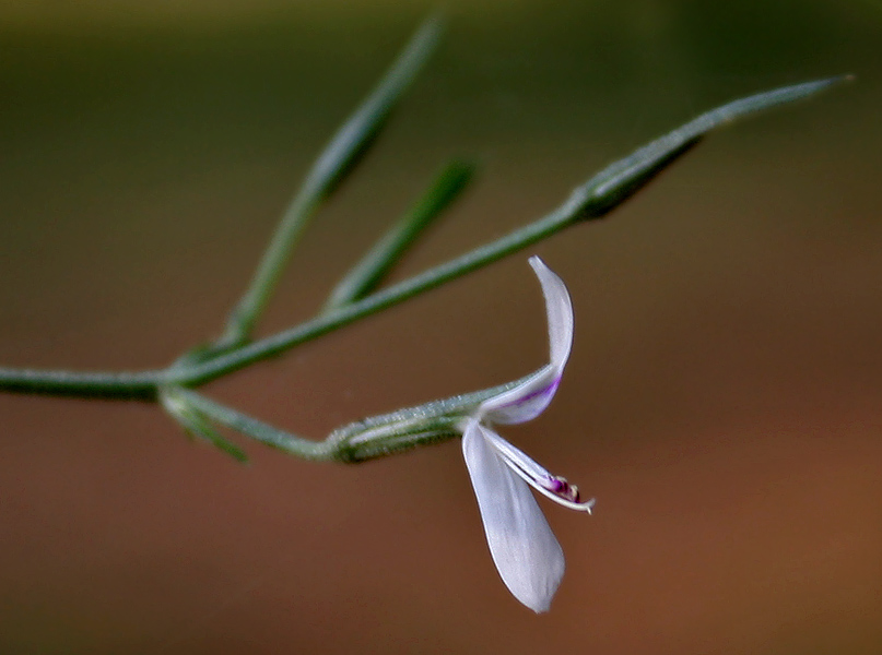 Dicliptera paniculata