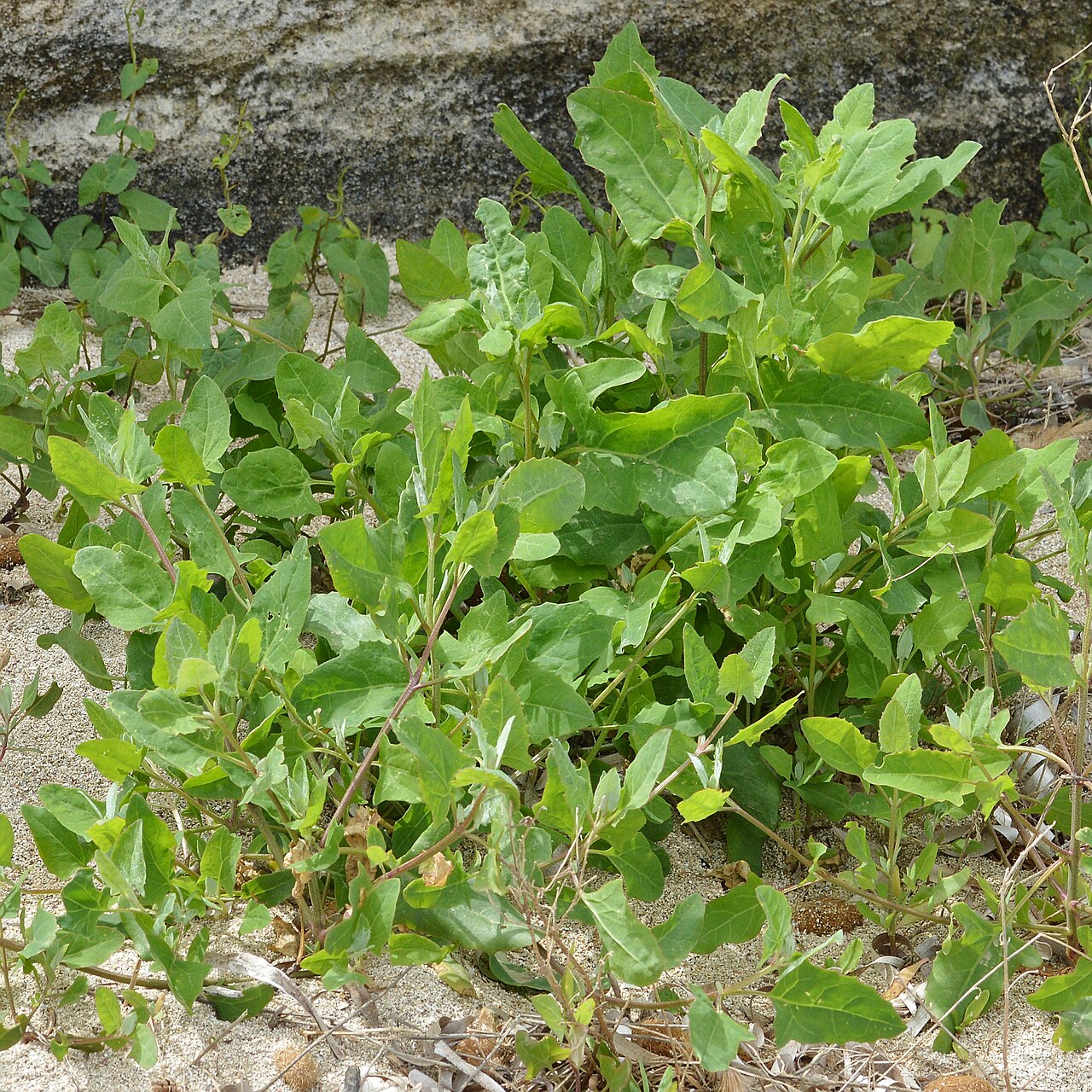 Atriplex prostrata