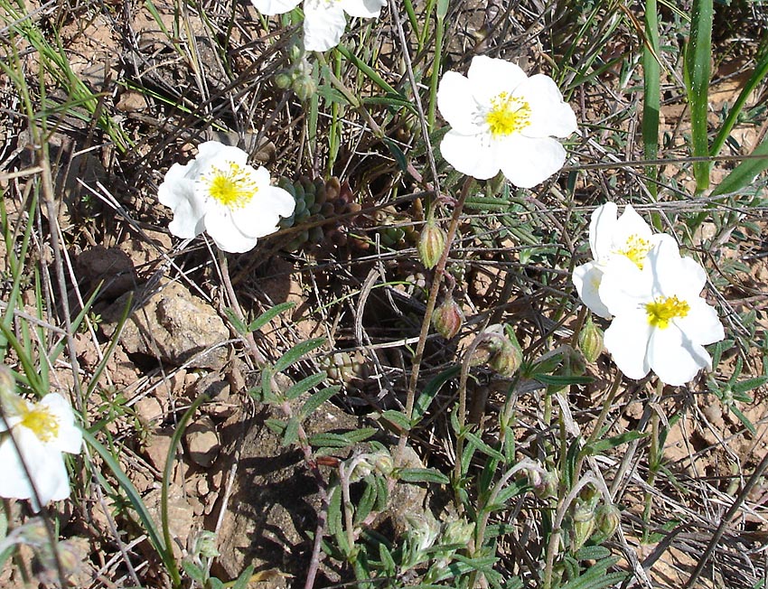 Helianthemum croceum