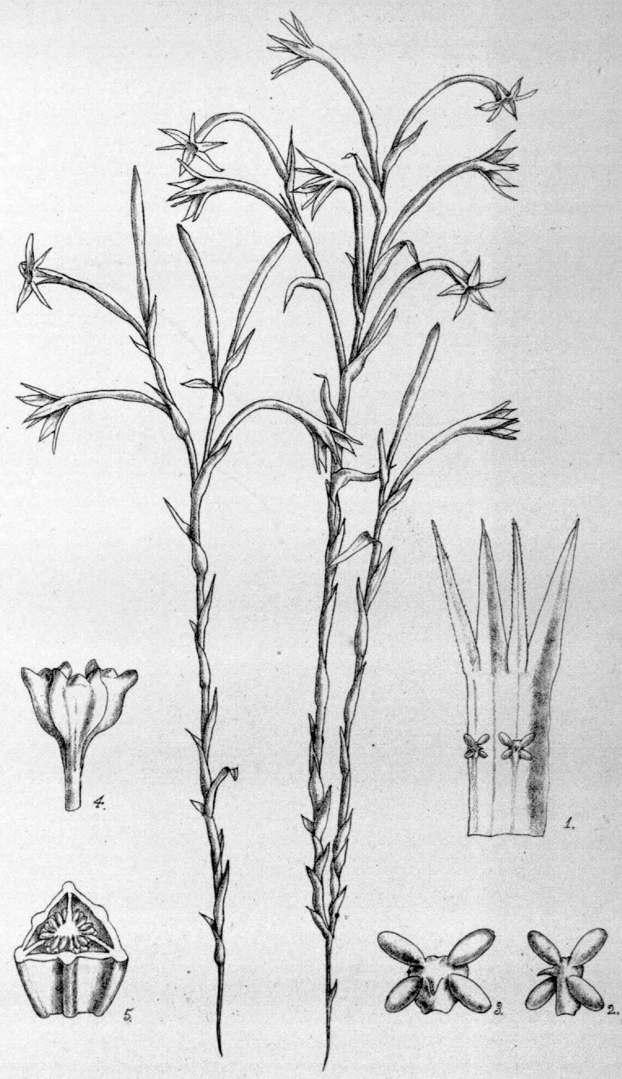 Campylosiphon purpurascens