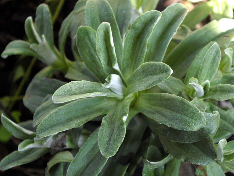 Celmisia brevifolia