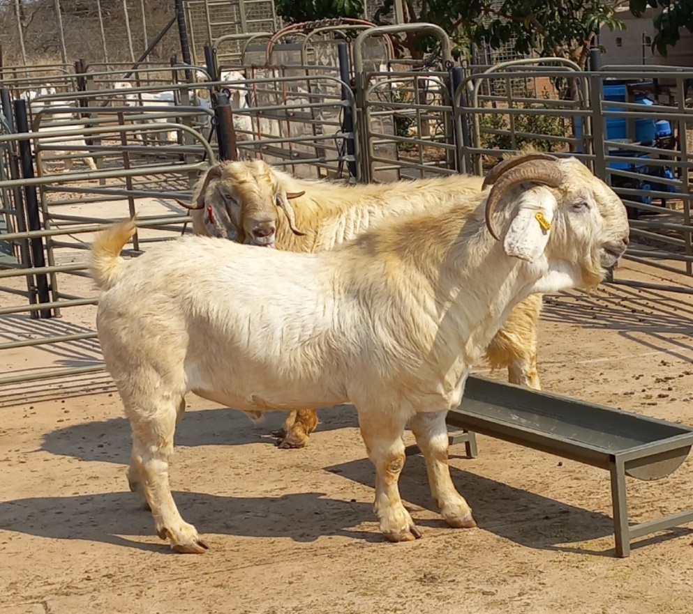 Savanna goat
