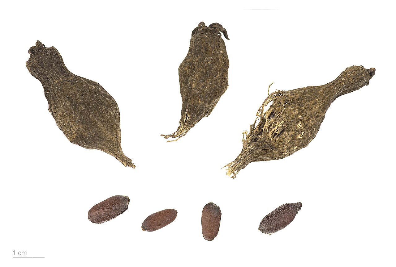 Wintersweet and Japanese allspice