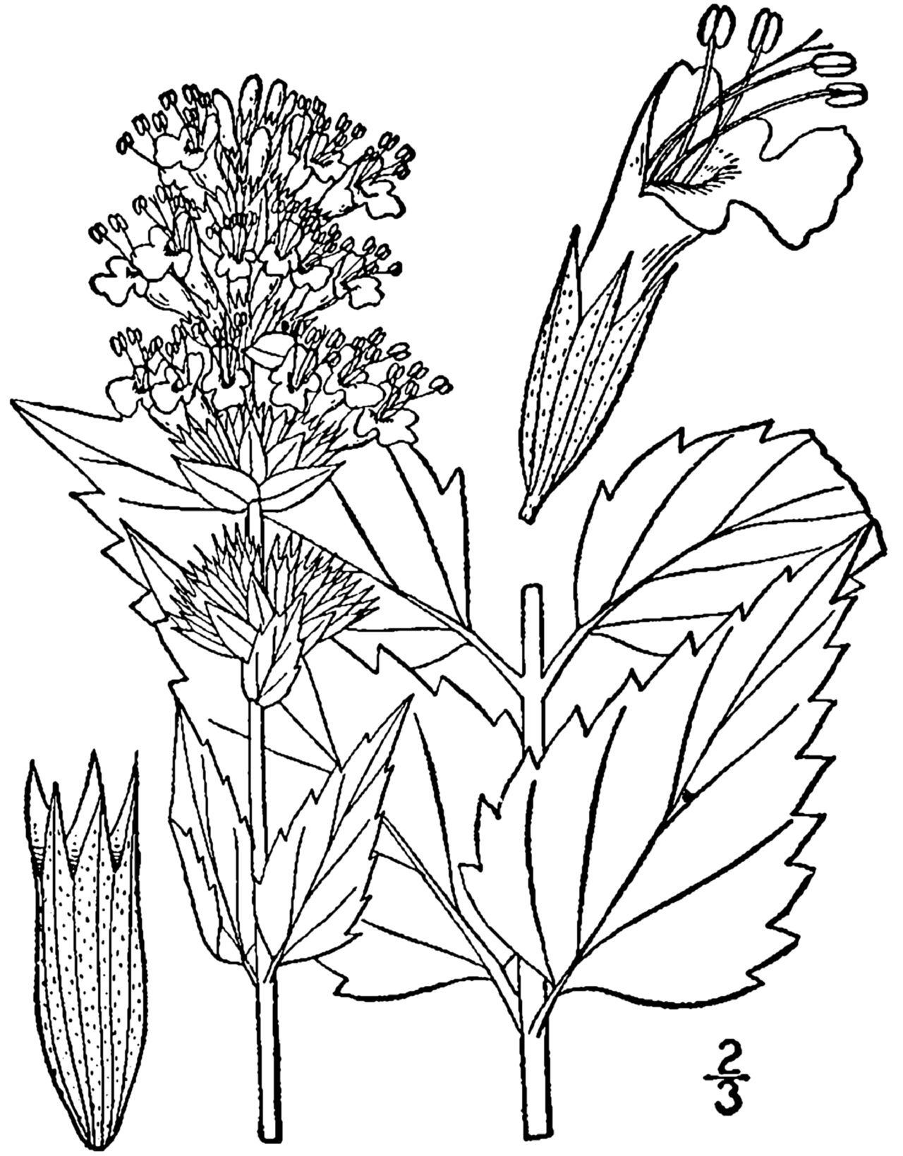 Agastache foeniculum