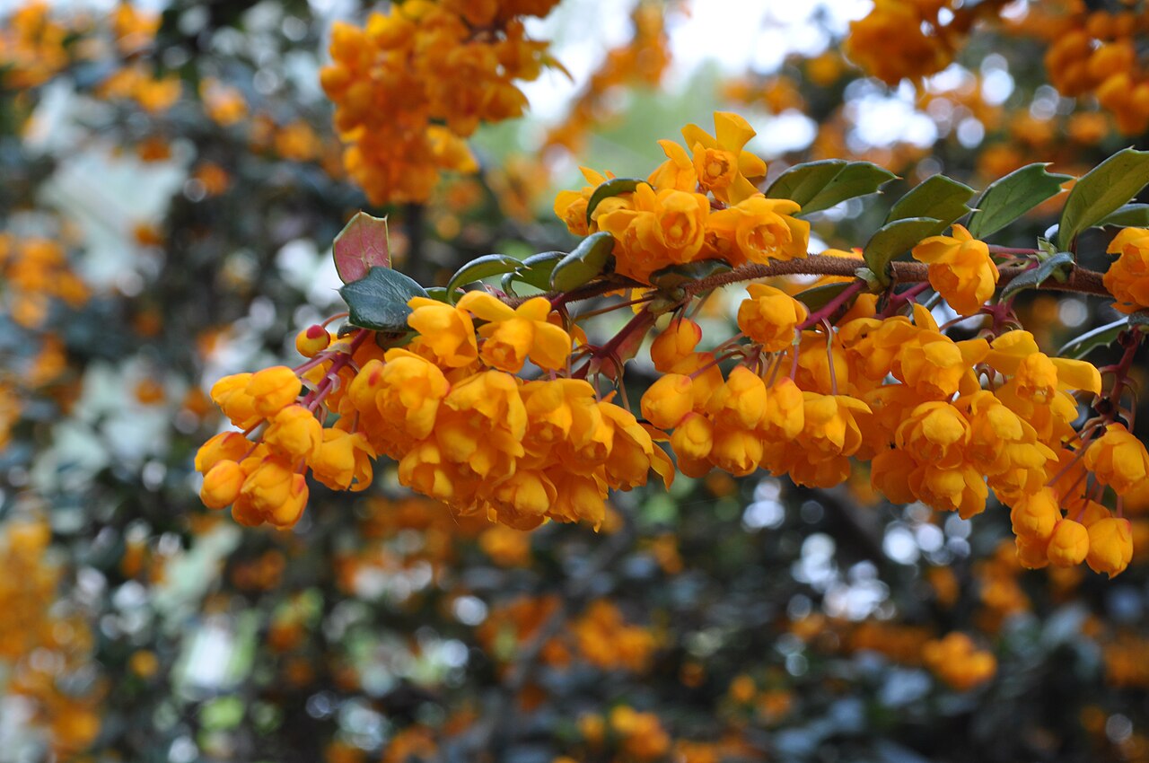 Berberis darwinii