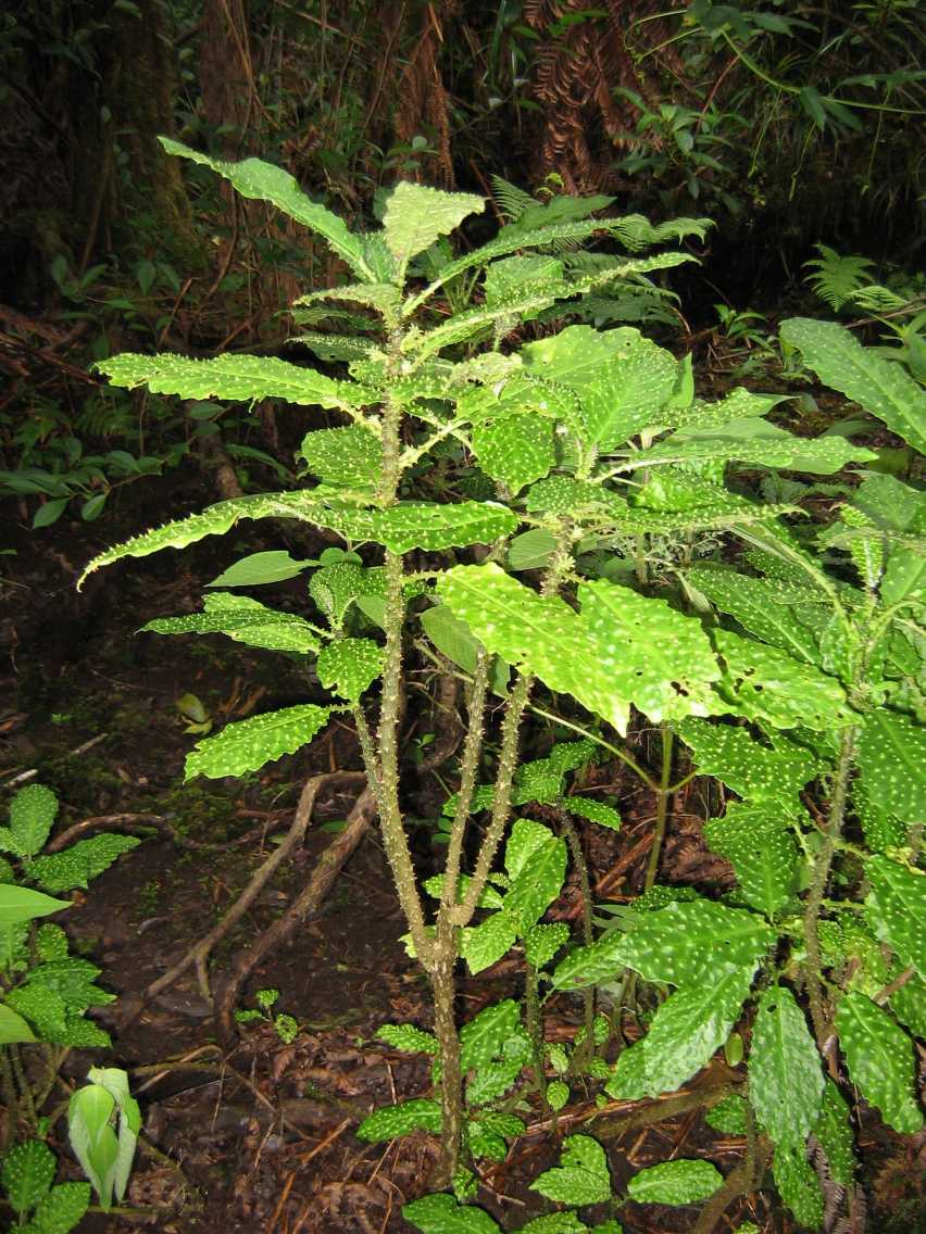 Cyanea platyphylla