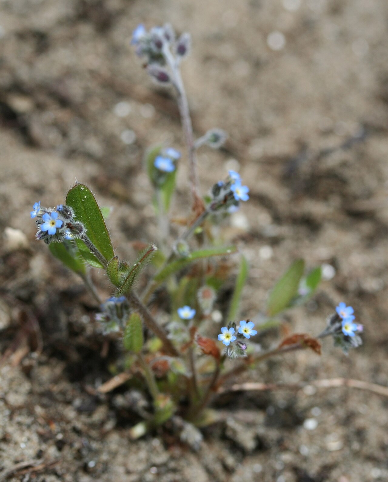 Myosotis ramosissima