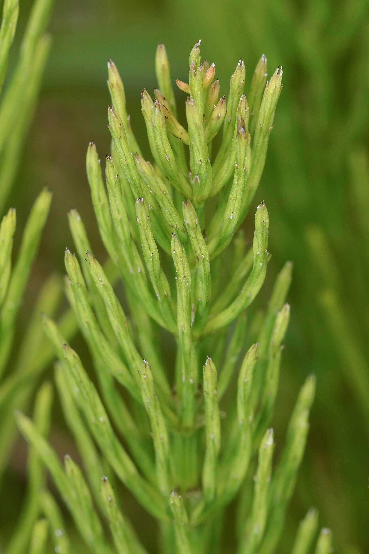 Field horsetail or common horsetail