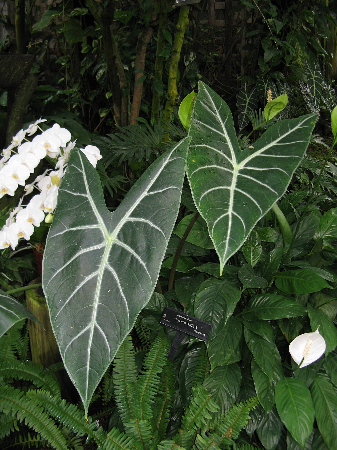 Alocasia longiloba