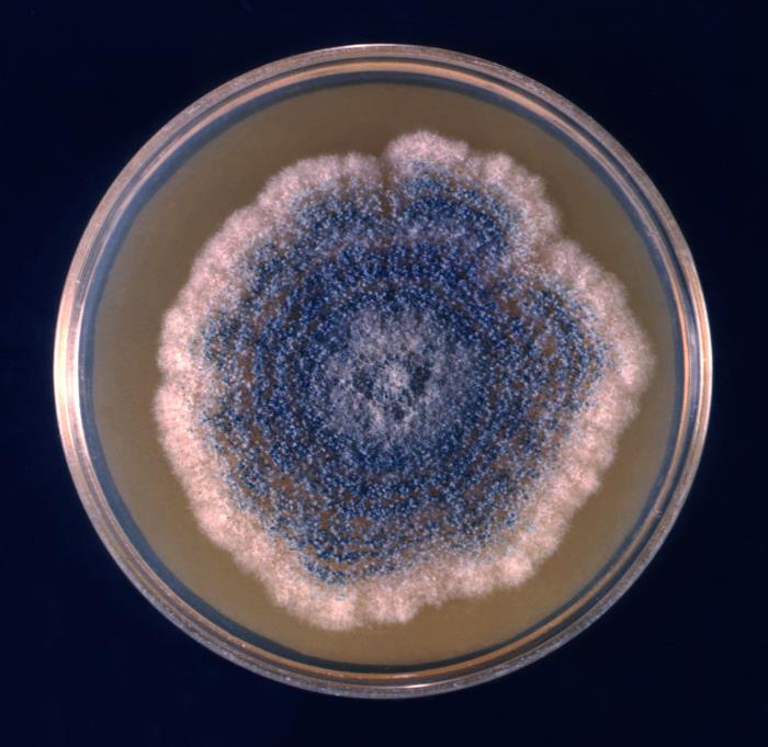 Aspergillus clavatus
