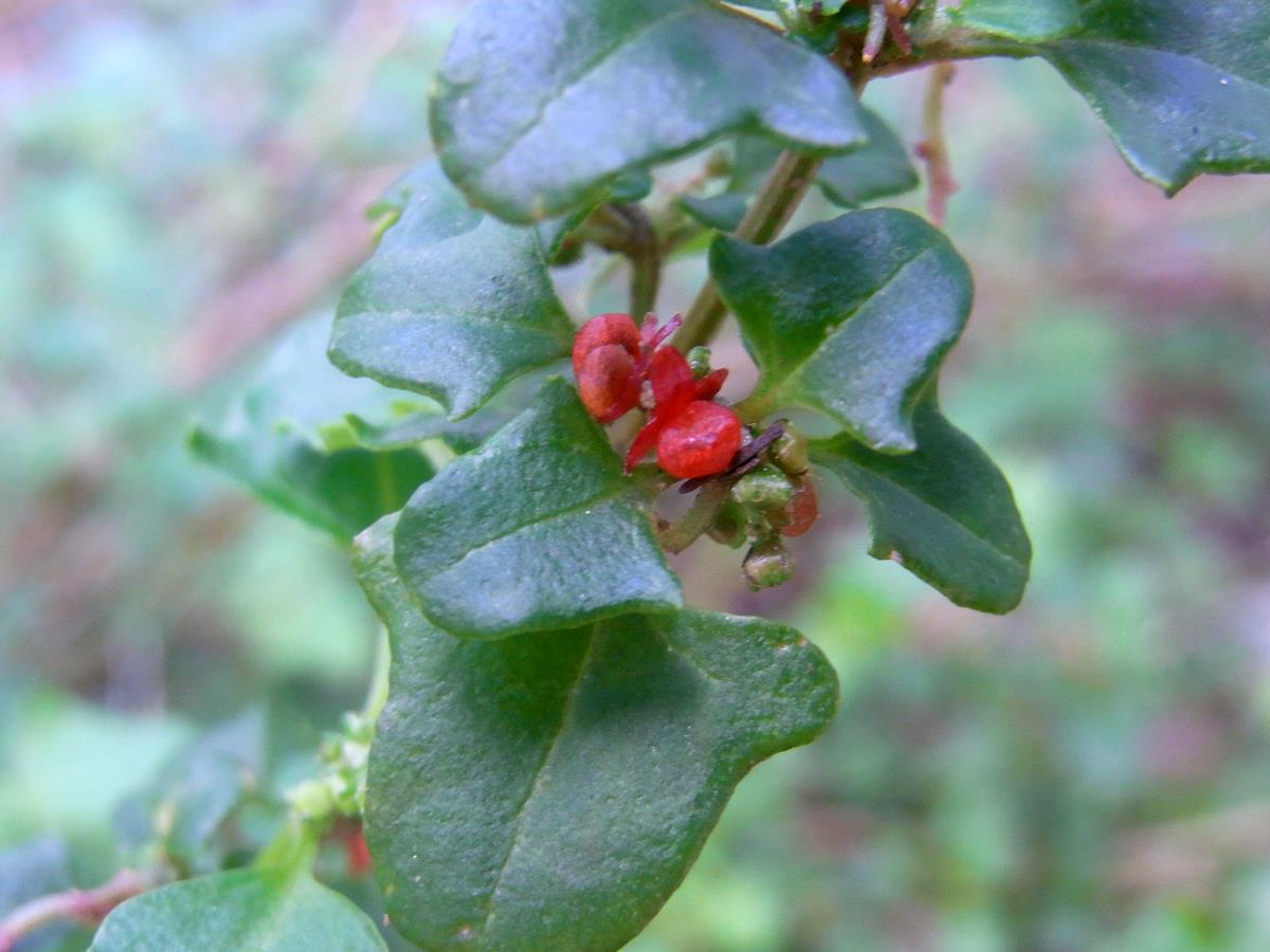Chenopodium robertianum