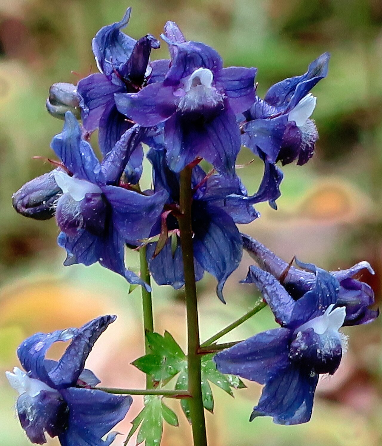 Delphinium bakeri