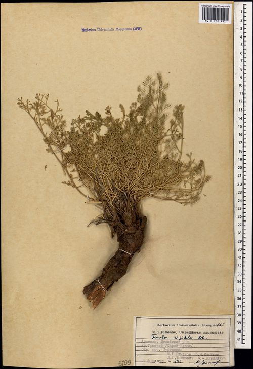 Ferula rigidula