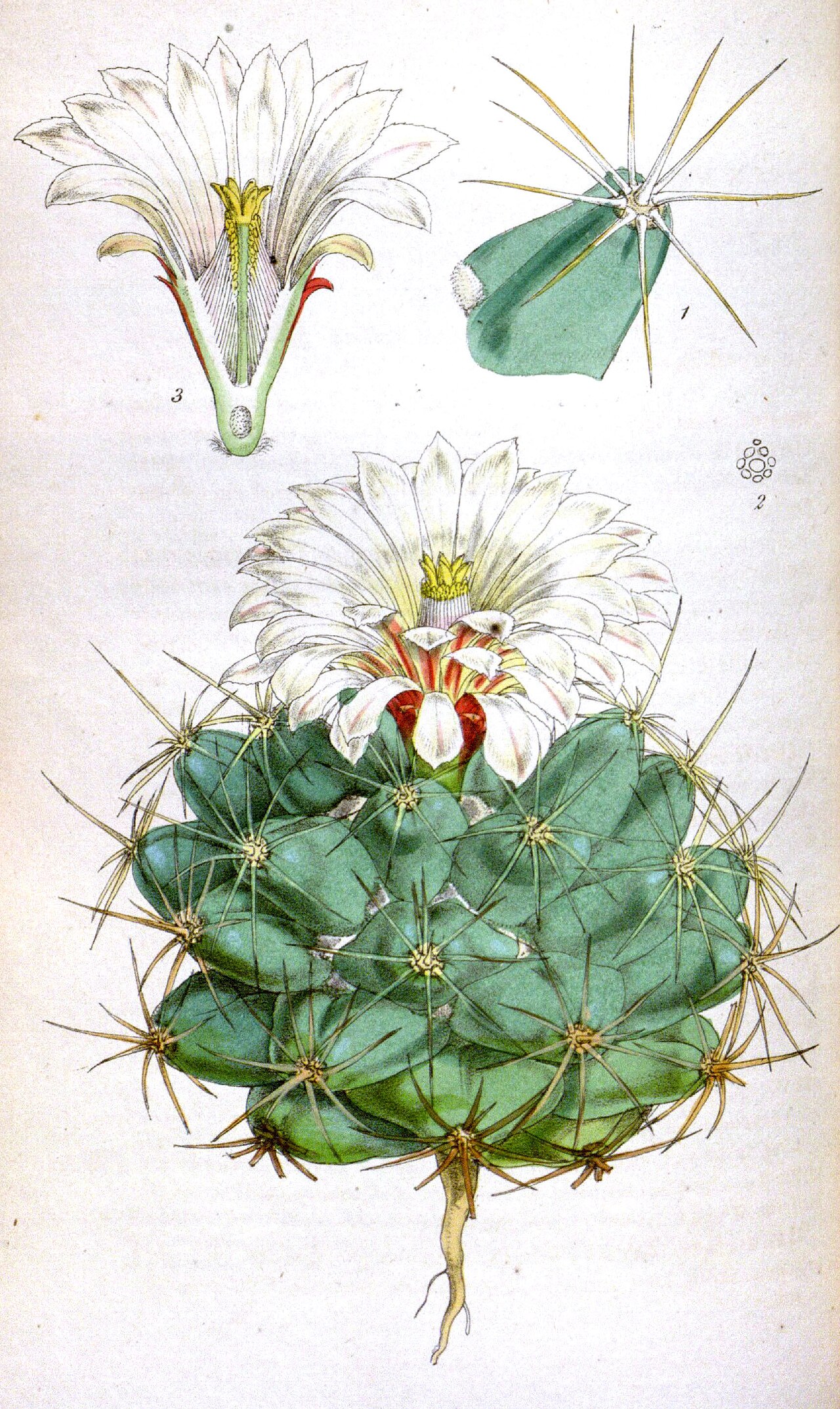 Coryphantha robustispina