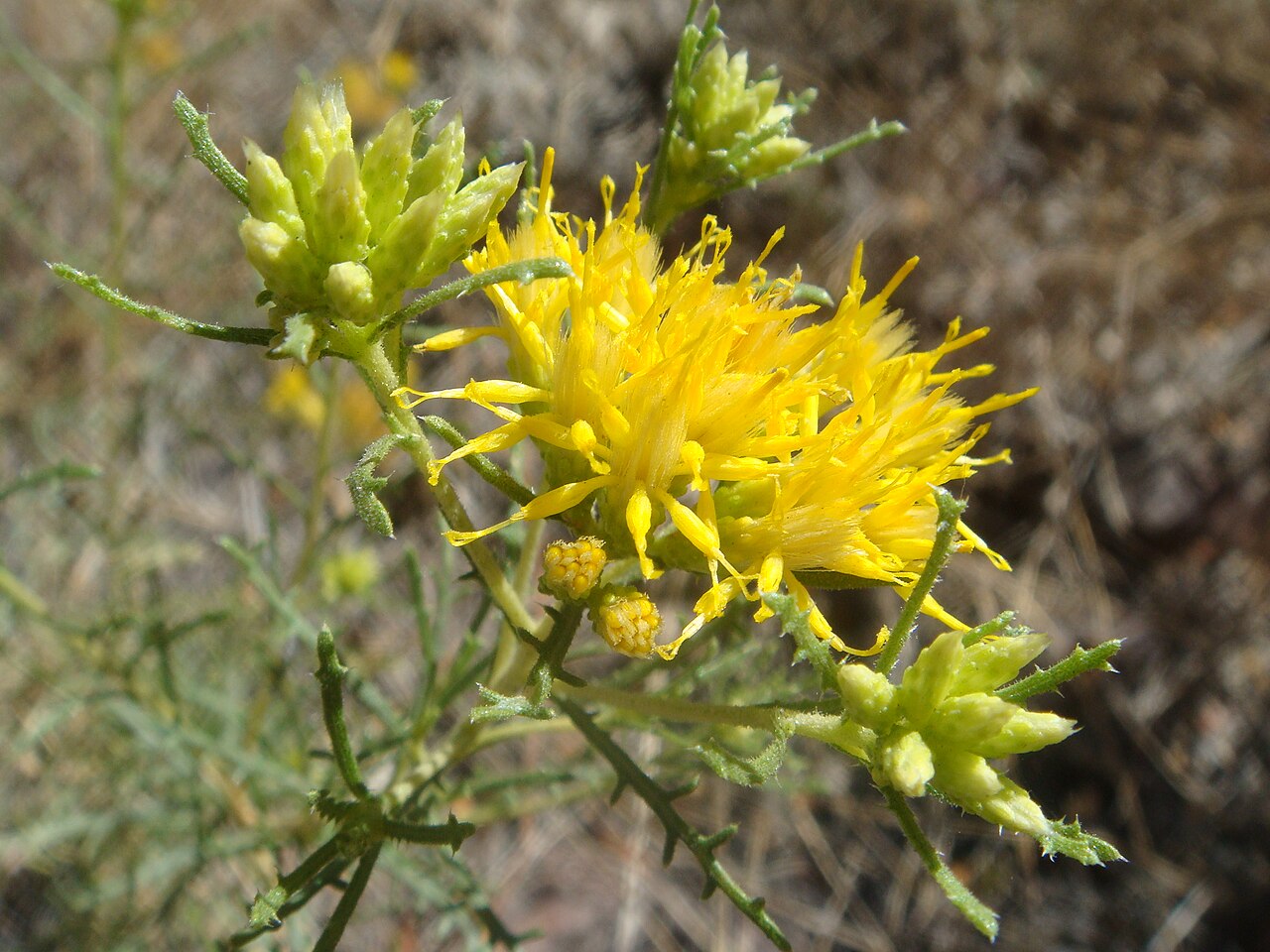 Ericameria laricifolia