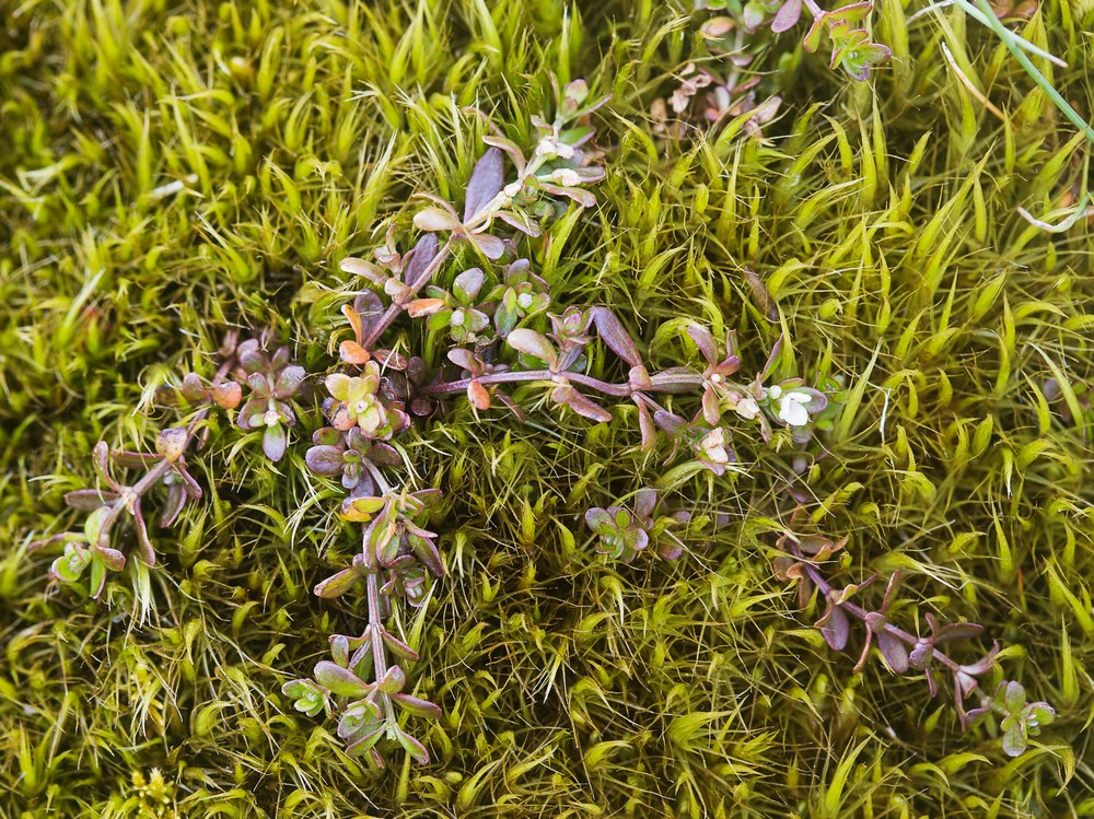 Galium antarcticum