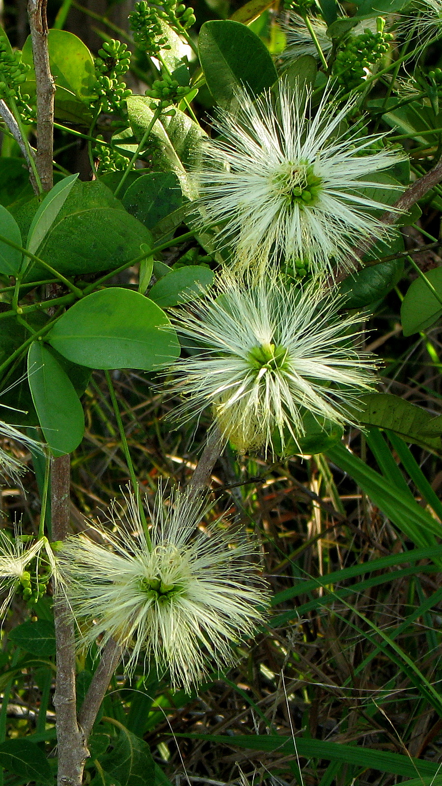 Abarema filamentosa