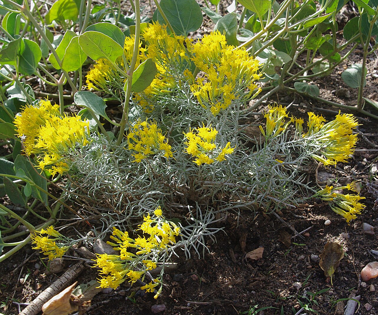 Chrysothamnus depressus