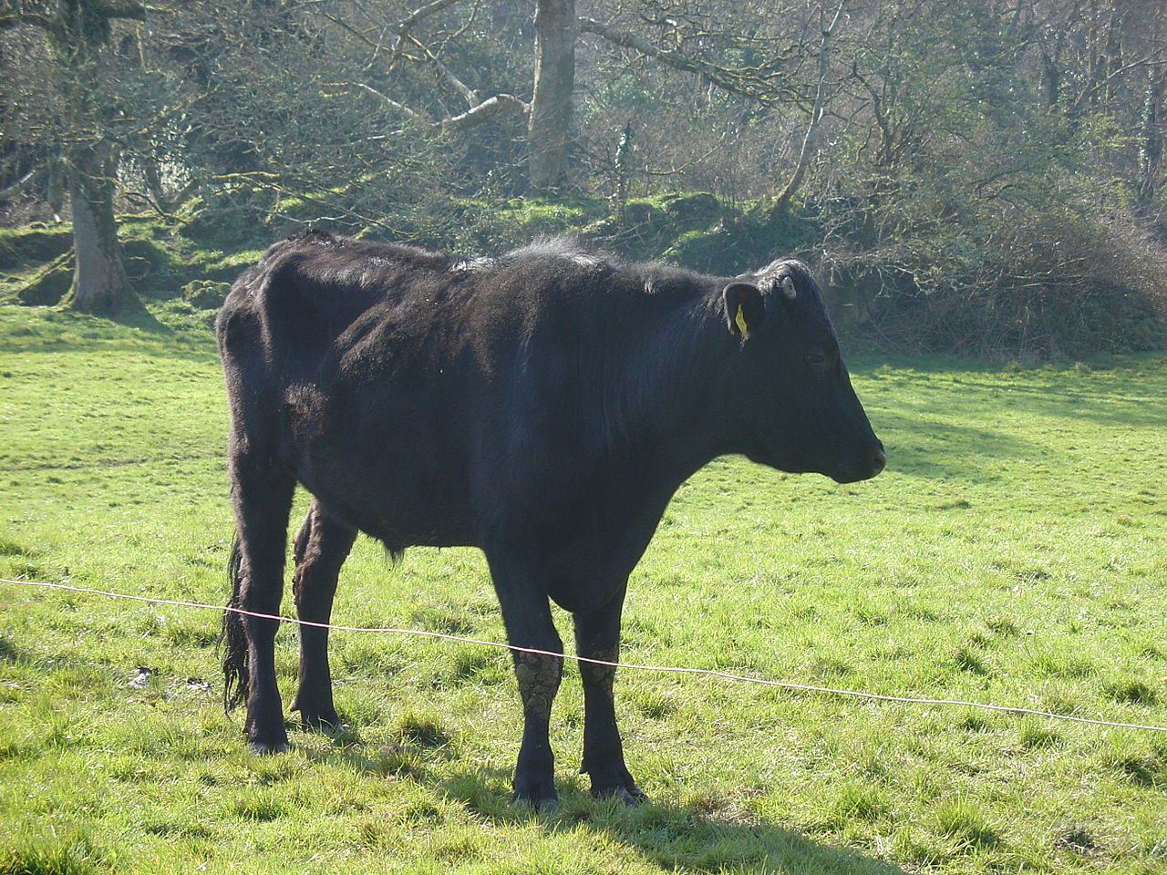Kerry cattle