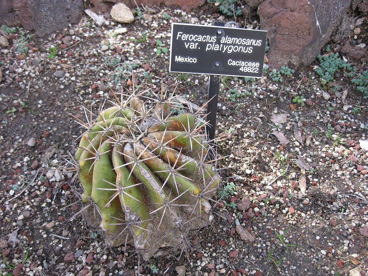 Ferocactus alamosanus