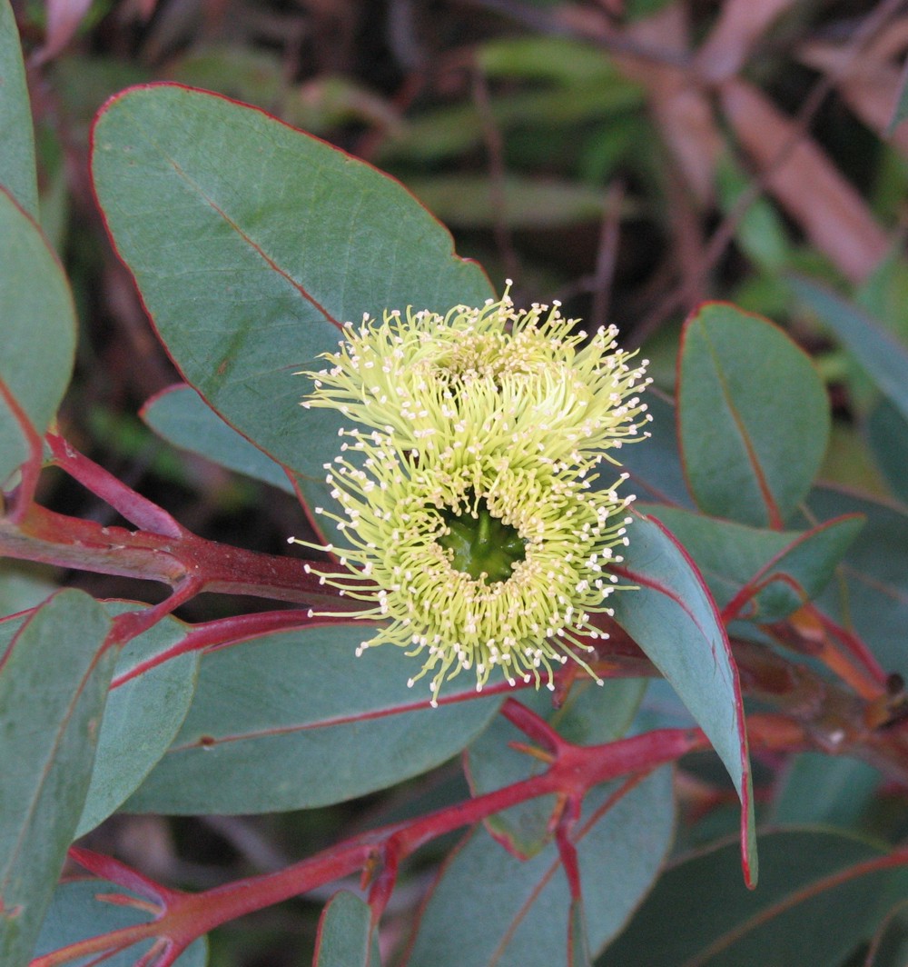 Bell-fruited mallee