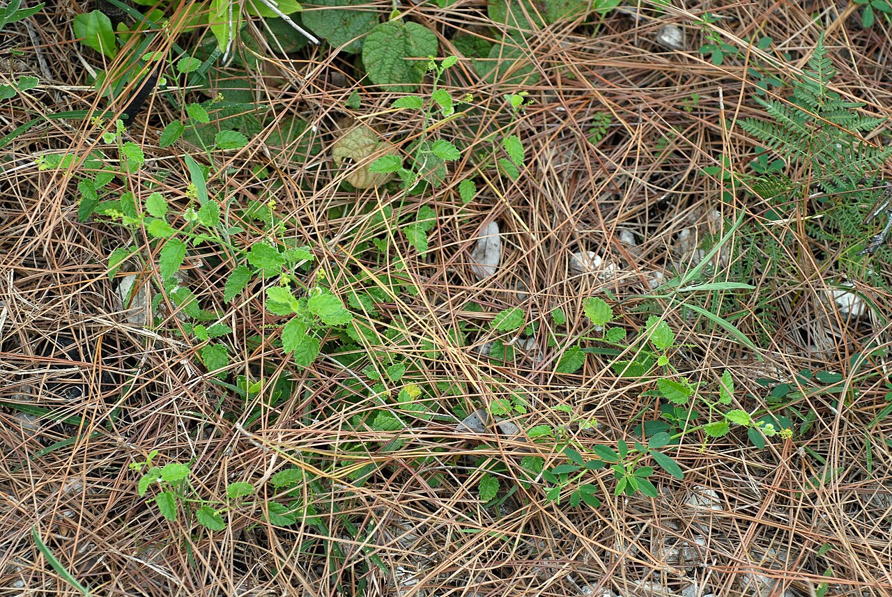 Tragia saxicola