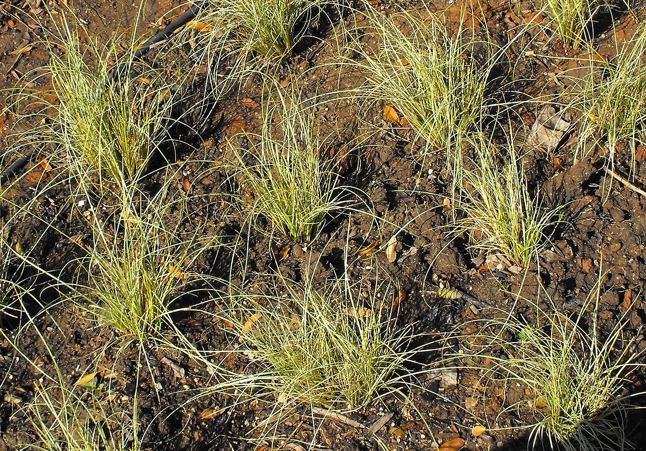 Carex albula