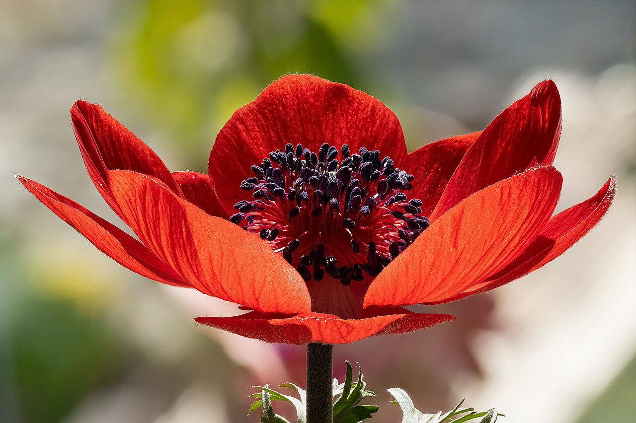 Anemone coronaria