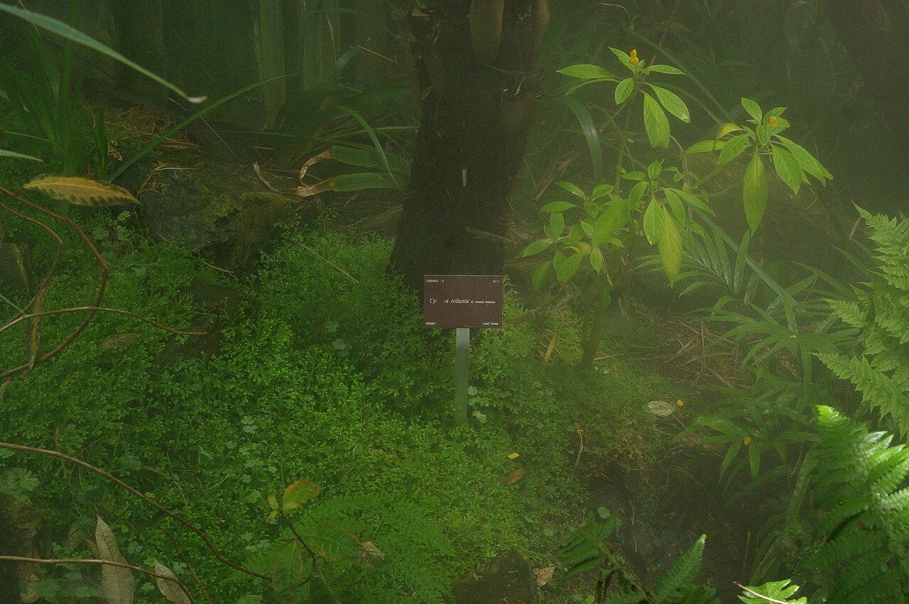Cyclea robusta