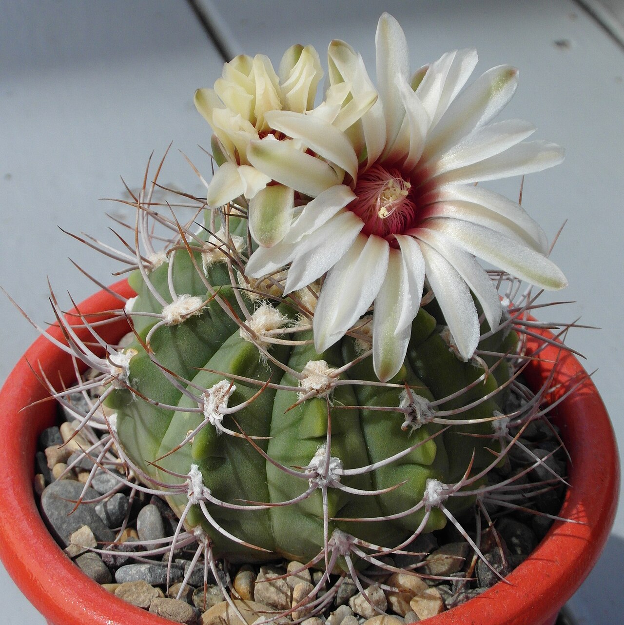 Gymnocalycium nigriareolatum