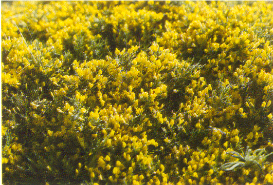 Genista versicolor