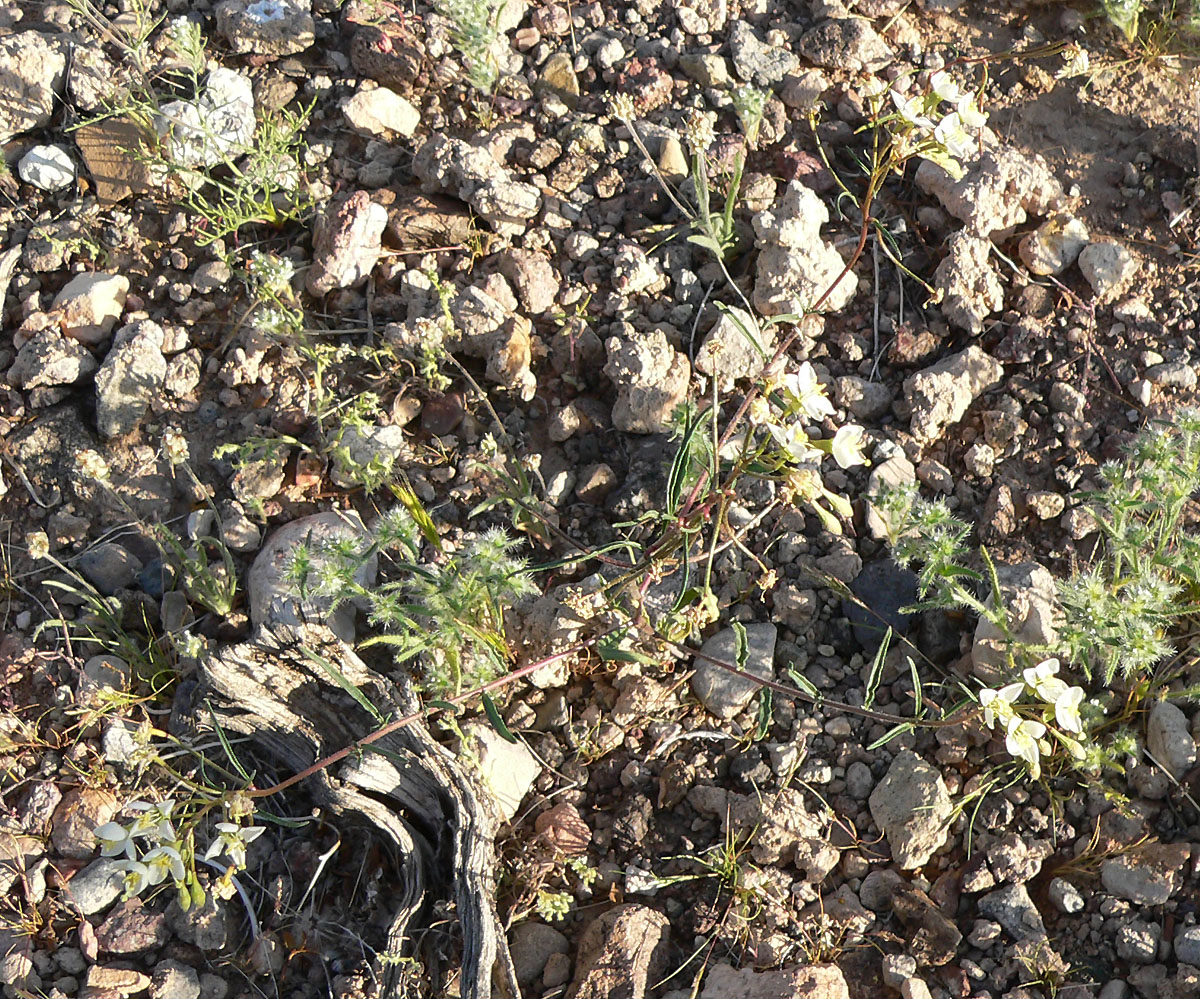 Eremothera refracta