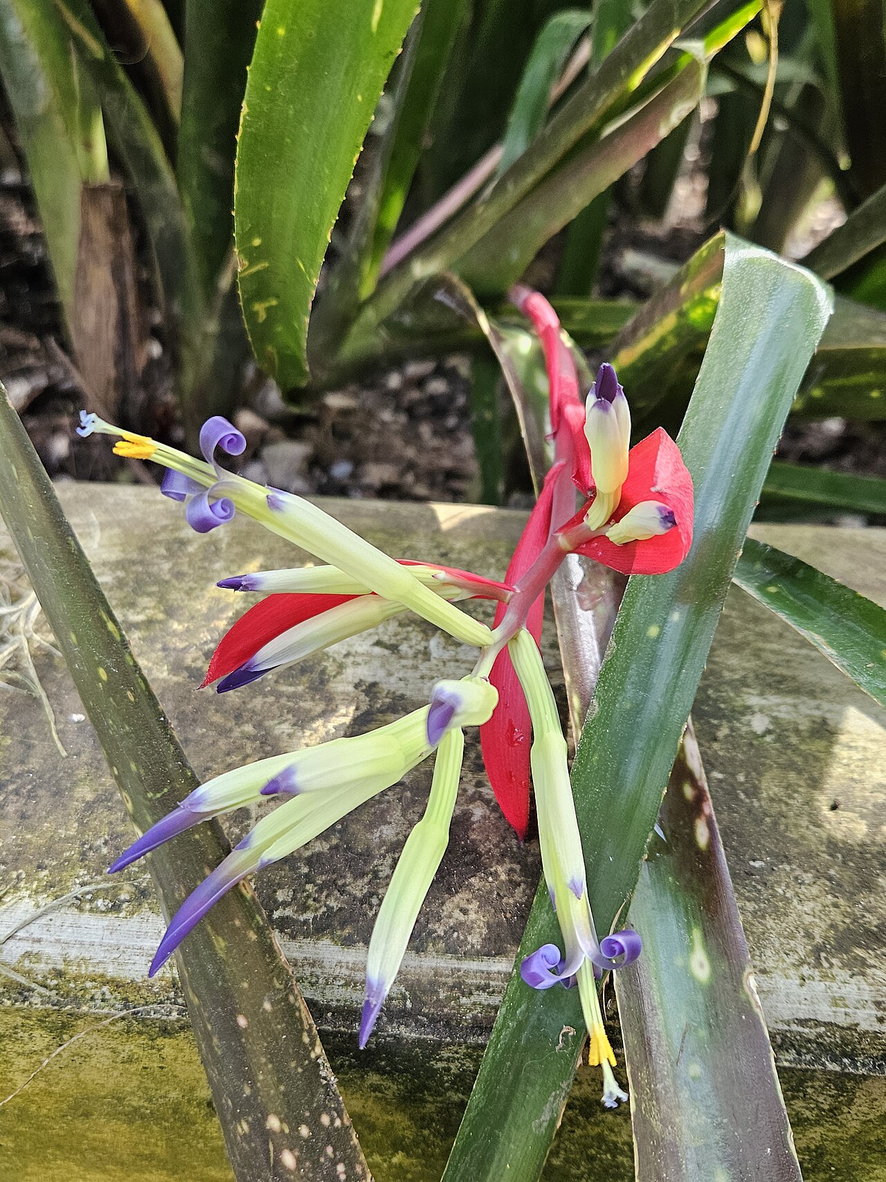 Guzmania rhonhofiana