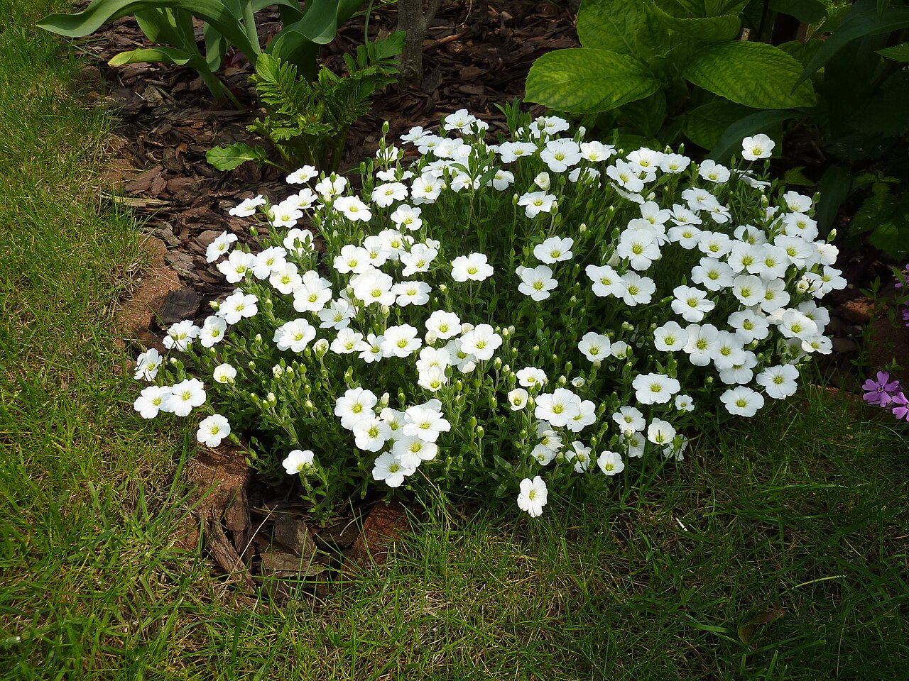 Arenaria hispanica