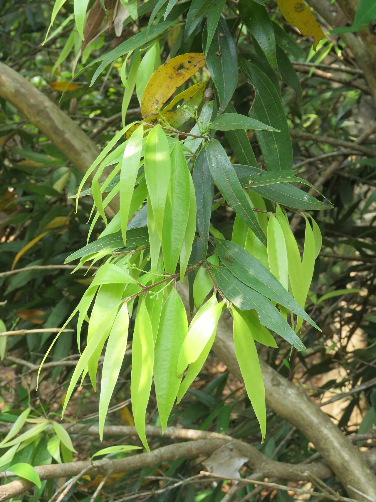 Cinnamomum heyneanum