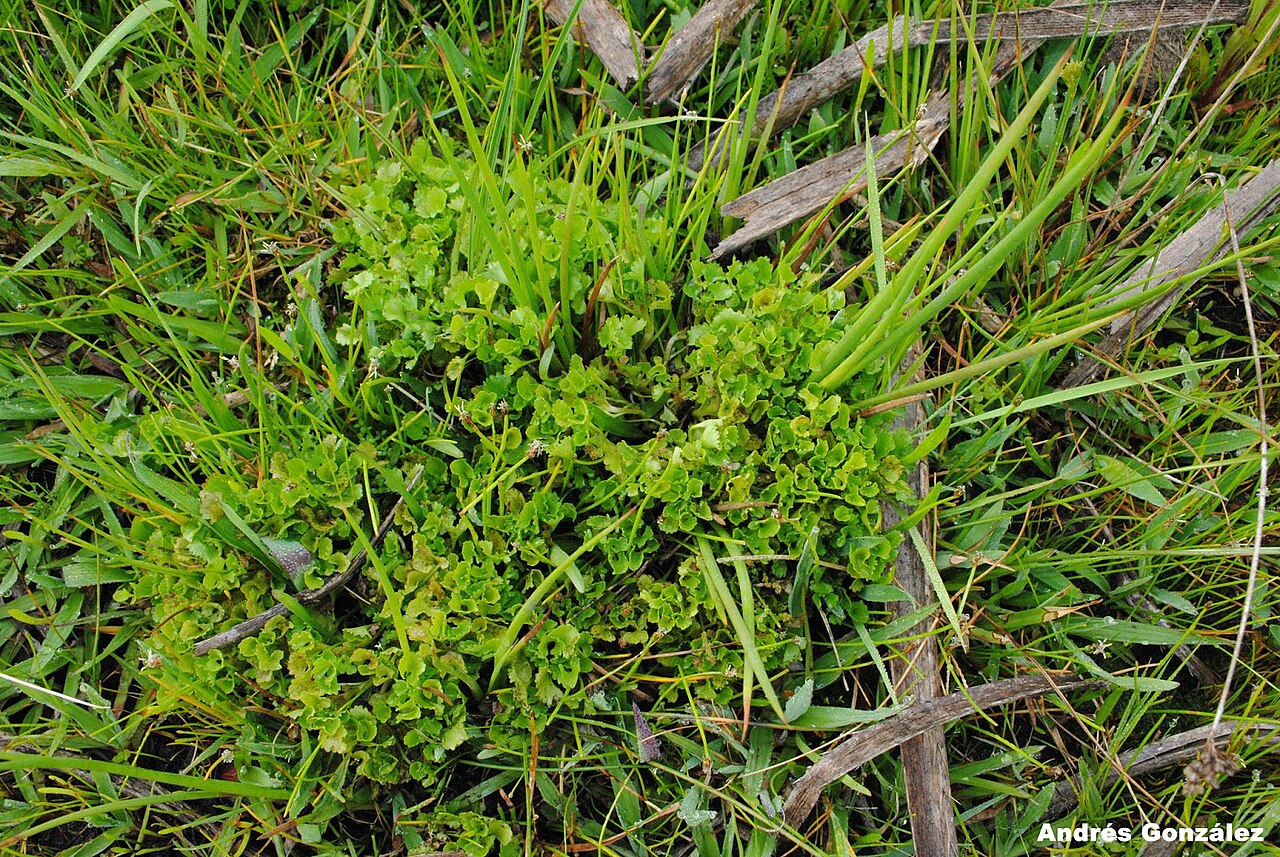 Gunnera herteri