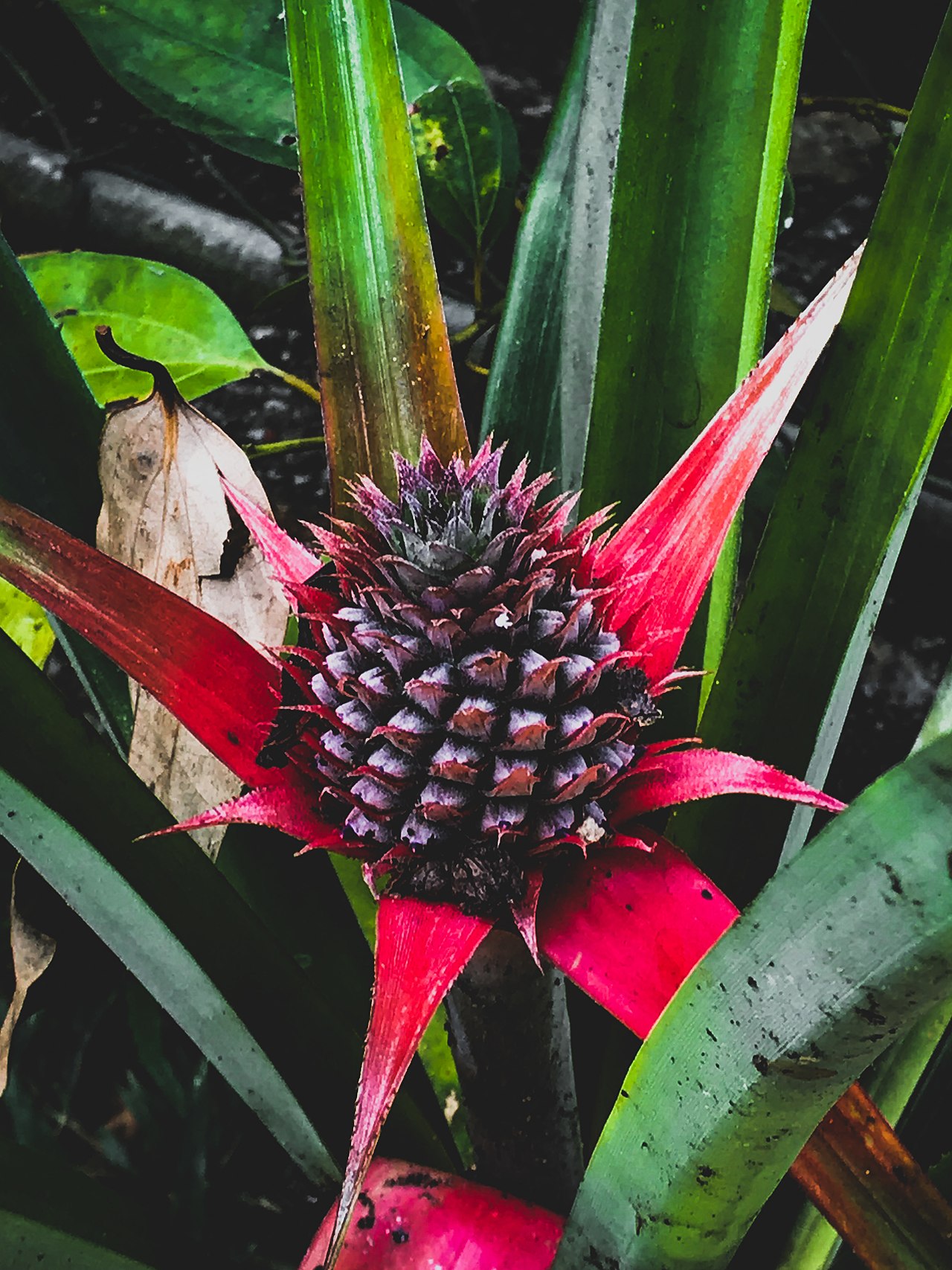 Ananas bracteatus