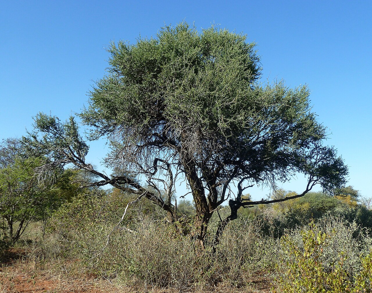 Shepherd tree or shepherd's tree