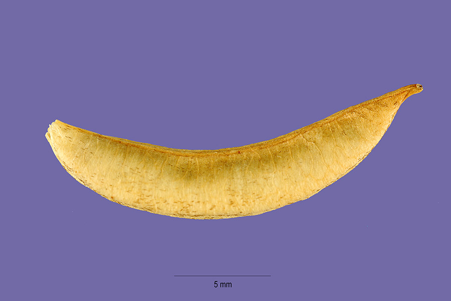 Astragalus robbinsii