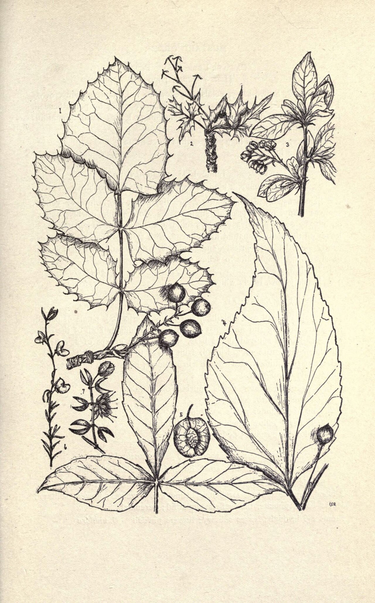 Berberis fendleri