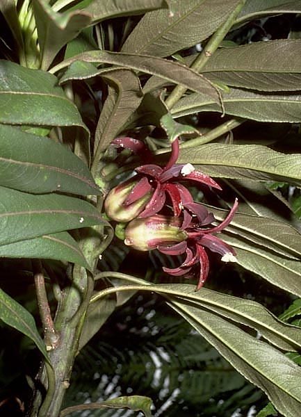 Clermontia drepanomorpha