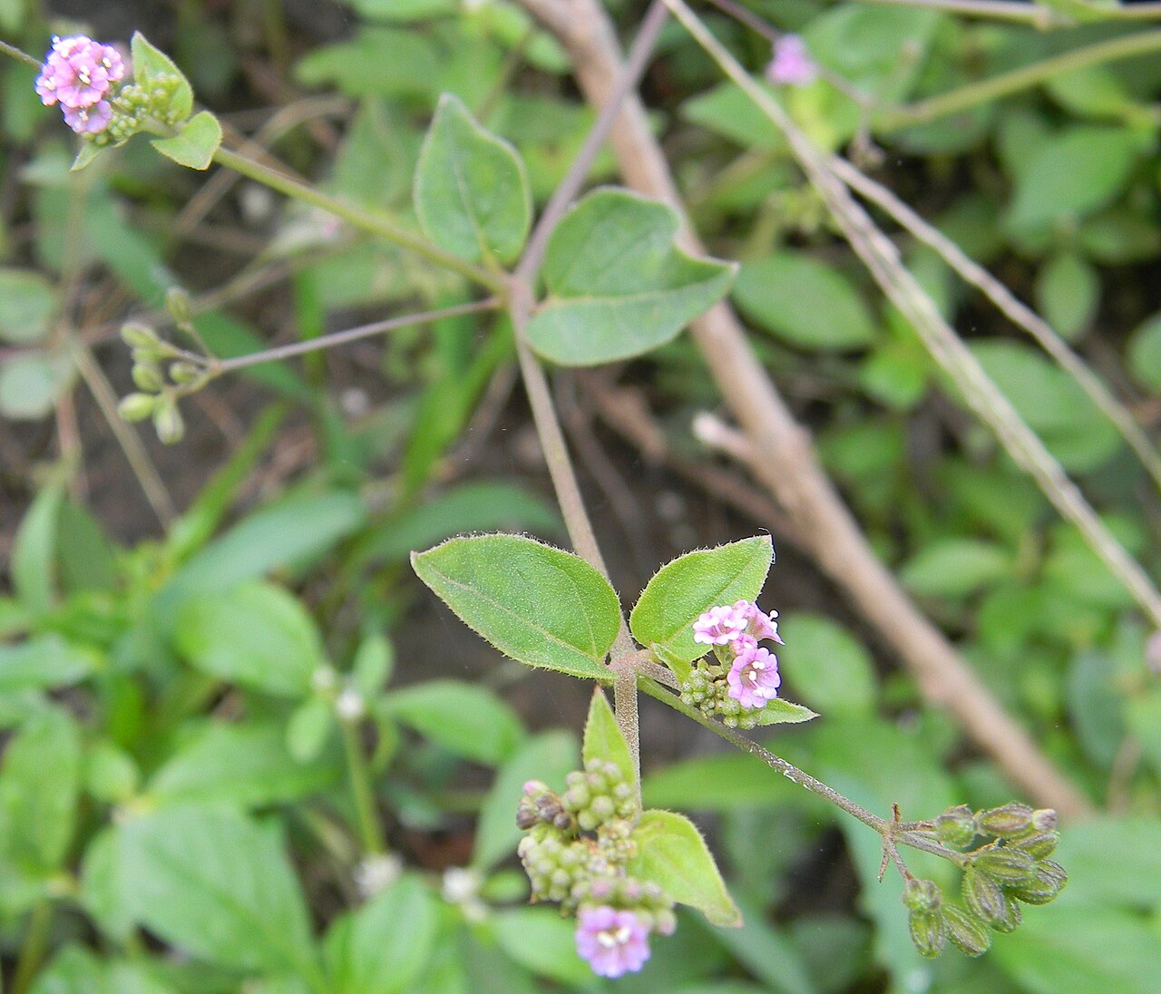 Boerhavia paniculata