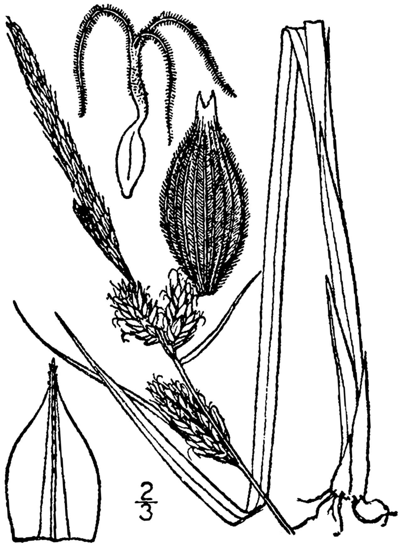 Carex vestita