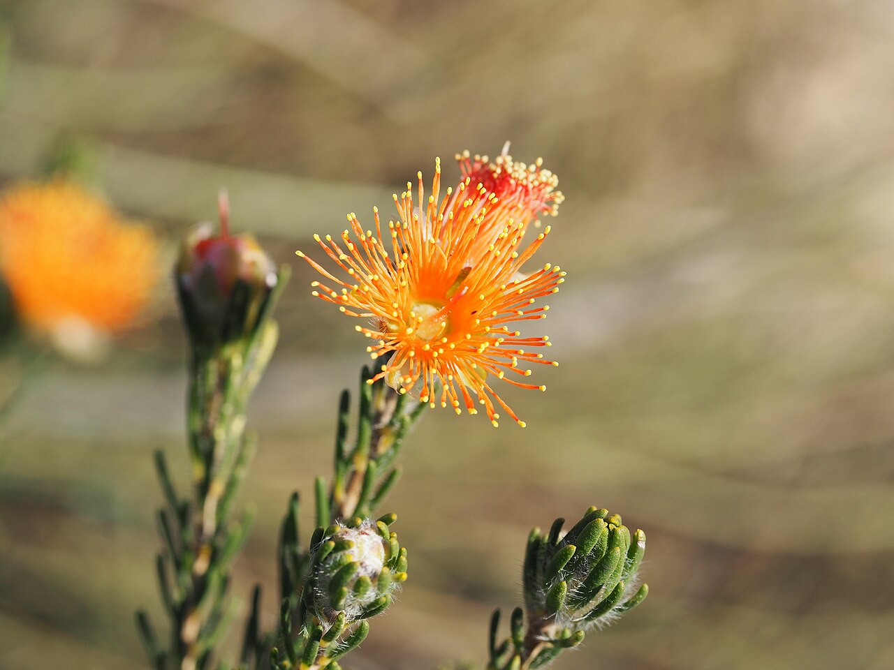 Melaleuca ectadioclada