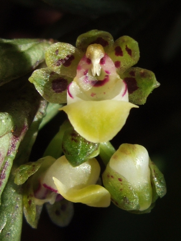 Gastrochilus pseudodistichus