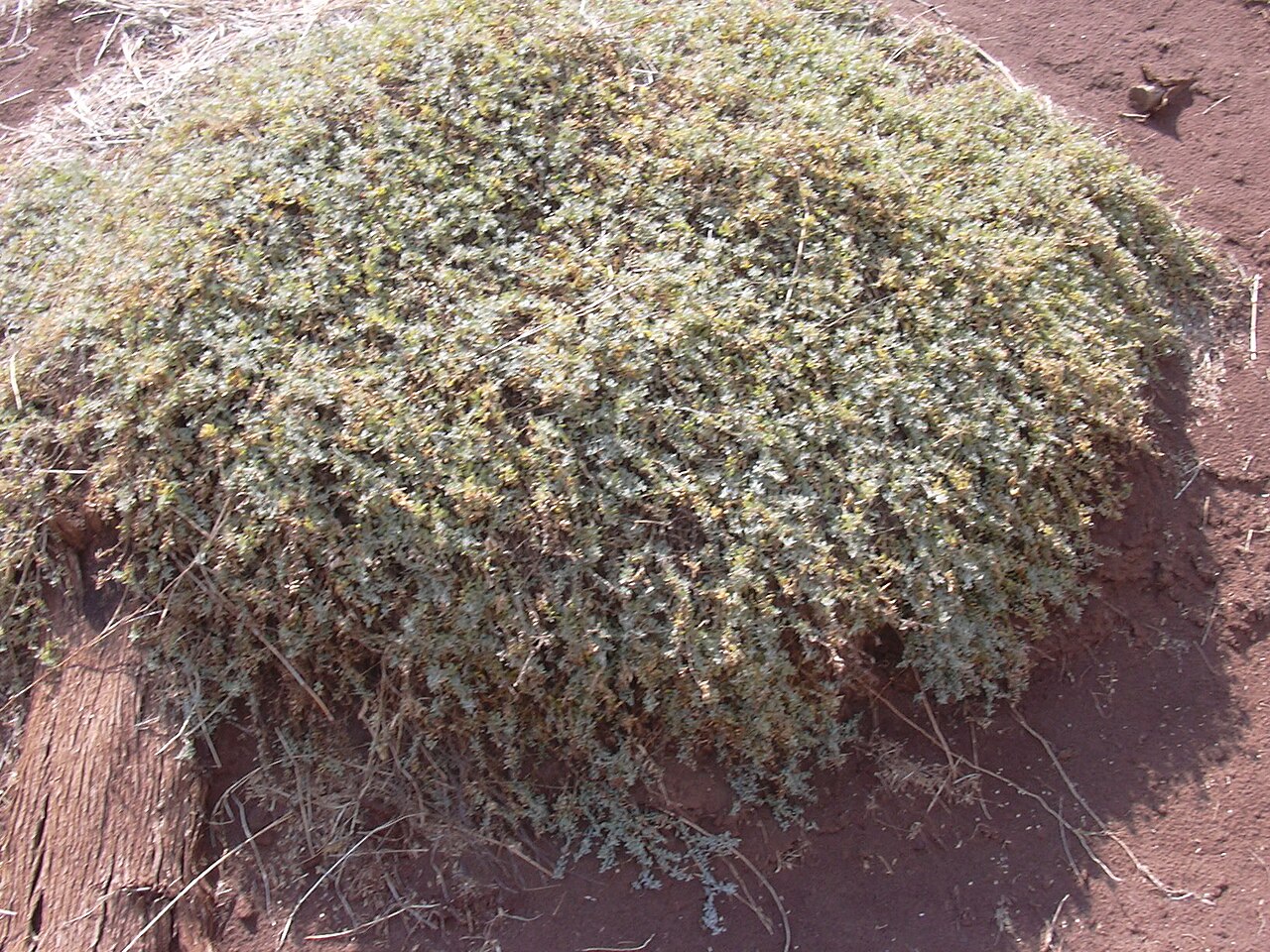 Australian saltbush